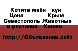 Котята мейн - кун › Цена ­ 18 000 - Крым, Севастополь Животные и растения » Кошки   